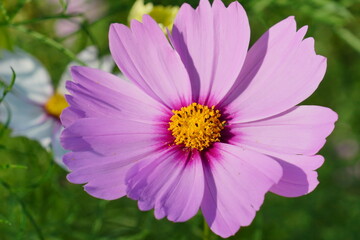 Obraz premium 蝶, 花, 自然, サマータイム, 庭, 緑, 黒, 花, マクロ,コスモス,