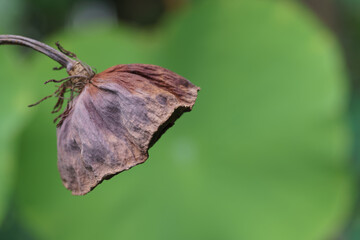 Macro photo of the withered lotus seed pod
