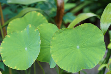 Macro photo of lotus leaves