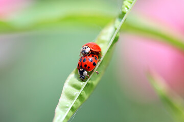 Ladybugs on a green leaf