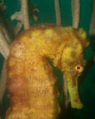 underwater coral reef fish ocean caribbean sea Venezuela