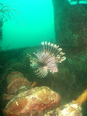 underwater coral reef fish caribbean sea