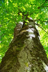 Obraz premium Weathered bark on a tree