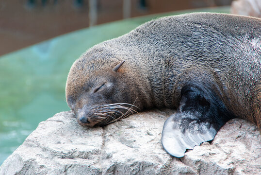 海豹 Seal Images – Browse 29 Stock Photos, Vectors, and Video