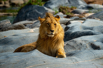 Obraz premium Young male lion lies on riverbed rocks