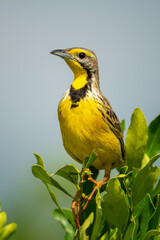 Yellow-throated longclaw perches on bush in sunshine