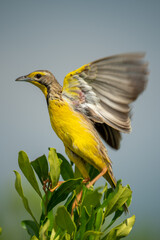 Yellow-throated longclaw flutters wings perched on bush