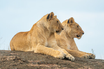 Fototapeta na wymiar Two lionesses lie on rock on horizon