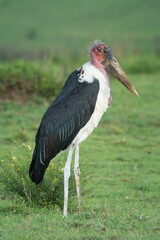 Marabou stork on short grass in profile