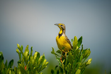 Yellow-throated longclaw perches on bush in sun