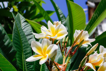 Fototapeta premium frangipani plumeria flower