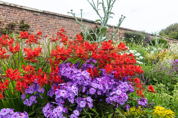 Red Crocosmia and purple phlox flowering plants in a herbaceous border.