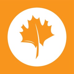 maple leaf