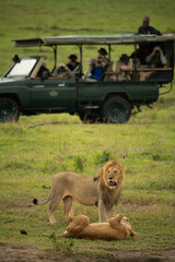 Photographers in safari truck watching two lions © Nick Dale