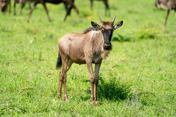 Naklejka premium Young wildebeest calf stands staring at camera