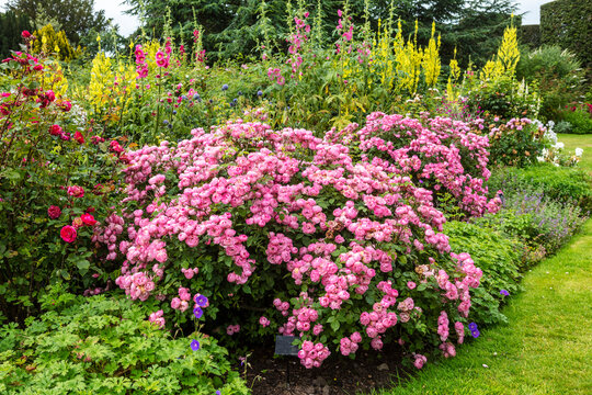 Herbaceous border with large pink rose shrub, yellow verbascum and mallow plants.