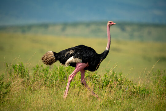 Male common ostrich runs through long grass