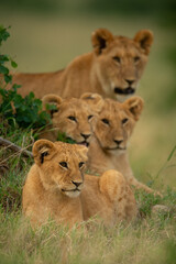 Fototapeta na wymiar Lion cub lying in grass near others