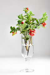 Bouquet of lingonberry with red fruits in glass on white background.