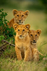 Plakat Lion sits in grass beside two others