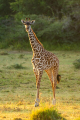 Masai giraffe stands in clearing eyeing camera