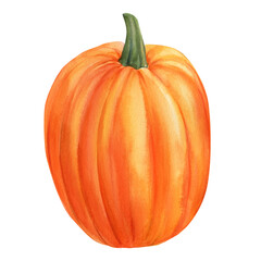 pumpkin isolated white background, watercolor illustration, hand drawing