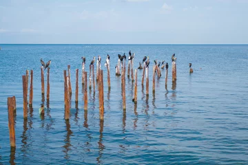 Fotobehang Pier pier in the sea  © Nikolay