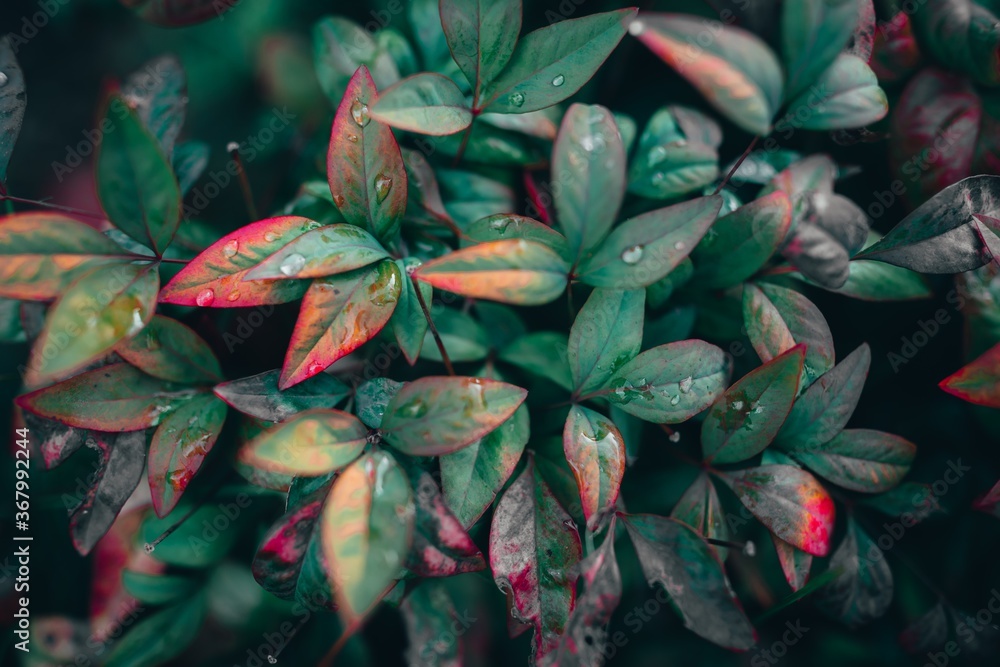 Sticker closeup shot of green and red leaves covered with dewdrops