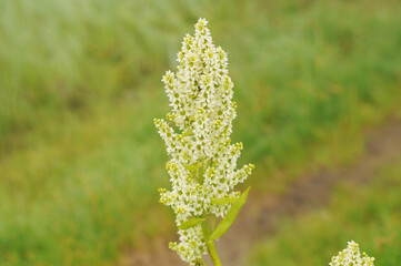 Beautiful nature background with wild flora of highlands close-up. Natural backdrop with green rich vegetation of mountains closeup. Full frame of scenic alpine lush greenery. Nature texture of plants
