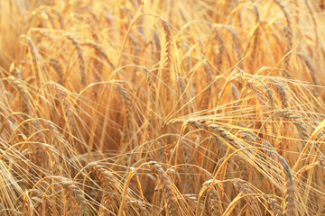 Erntezeit. Goldgelbes reifes Gerstengetreide auf dem Feld kurz vor der Ernte im Sommer. Getreideähren der Gerste