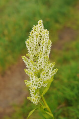 Beautiful nature background with wild flora of highlands close-up. Natural backdrop with green rich vegetation of mountains closeup. Full frame of scenic alpine lush greenery. Nature texture of plants