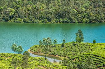 lake in the mountains with Tea plants