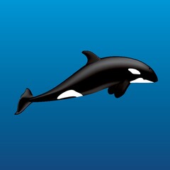Obraz premium killer whale
