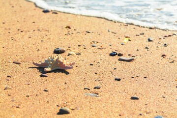 Starfish on a Beach