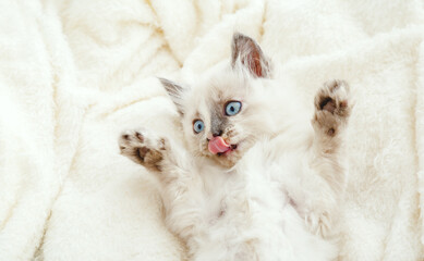 Fototapeta na wymiar Cute white kitten with blue eyes and spotted nose lies play licks on white fluffy blanket. Newborn kitten Baby cat Kid domestic animal. Kitten shows tongue