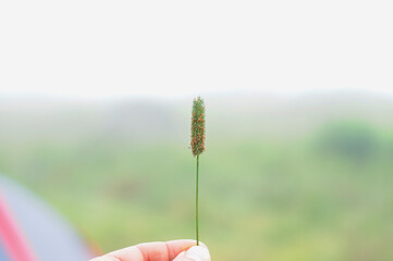 Beautiful nature background with wild flora of highlands close-up. Natural backdrop with green rich...