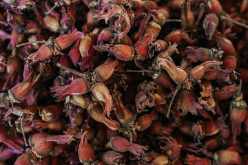 Fill the frame with close up ripe hazelnuts with shell. Wallpaper use with organic, healthy, energizing food concept