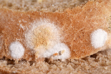 Closeup mold at different stages growing on bread can be hazardous to health. Scientists modify...
