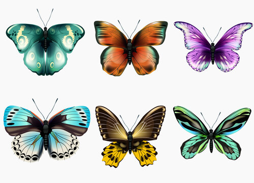 A collection of multi-colored butterflies