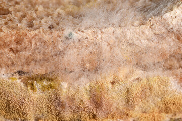 Mold growing rapidly on bread. Scientists modify fungus found on moldy bread into an anti-virus chemical.