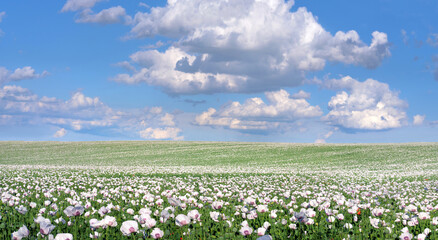 White opium poppy flowers on the field under blue sky with dramatic cumulus clouds - obrazy, fototapety, plakaty