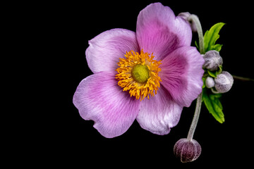 a pink flower on a black background