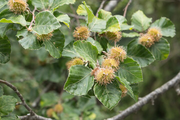 Buchenzweig mit Fruchtansätzen