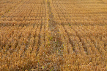 Mowed field after harvesting wheat. Straw on farmland.