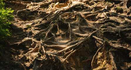 tree roots in the forest