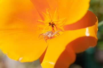 Anyphaena accentuata - buzzing spider crawling inside on yellow petals of California poppy known as a Californian sunlight. Eschscholzia californica.