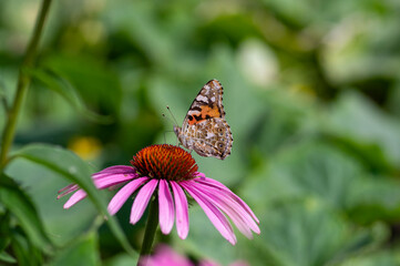 Vanessa cardui butterfly sitting on Echinacea purpurea flowering plant, eastern purple coneflower in bloom