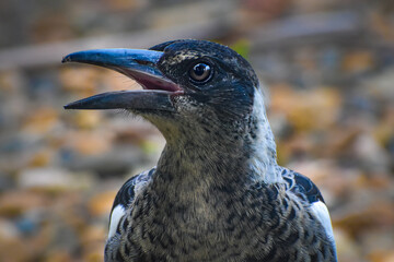 close up of a bird