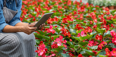 Greenhouse work and smart devices. African american girl working on digital tablet on red flower plantation