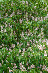 Fototapeta premium Flowering European horse-chestnut tree creating a natural display, background of green palmate leaves and upright white, pinkish flowers. Aesculus hippocastanum, commonly known as conker tree.